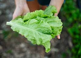 Lettuce - Black seeded Simpson image 1