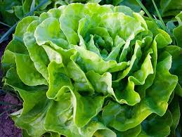 Lettuce - Black seeded Simpson image 0