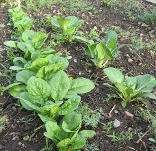 Spinach - Bloomsdale image 1