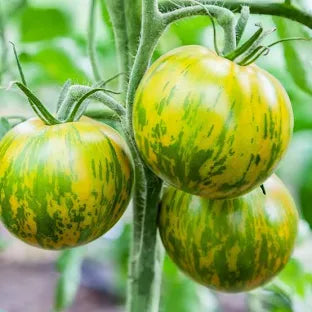 Tomato - Green Zebra image 0