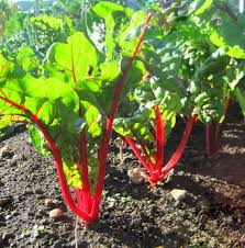 Swiss Chard - Red Ruby image 0