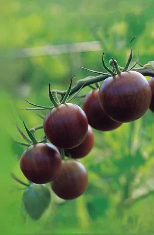 Tomato - Black Cherry image 1