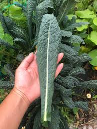 Kale - Lacinato (Dinosaur) image 0