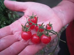 Tomato - Everglades image 1
