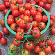Tomato - Supersweet 100 hybrid image 0
