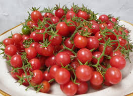 Tomato - Everglades image 0