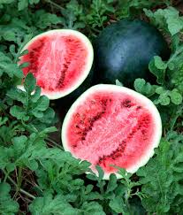 Watermelon - Sugar Baby image 0