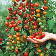 Tomato - Supersweet 100 hybrid image 1