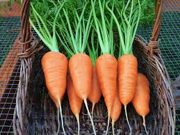 Carrots - Chantenay Red Core image 1